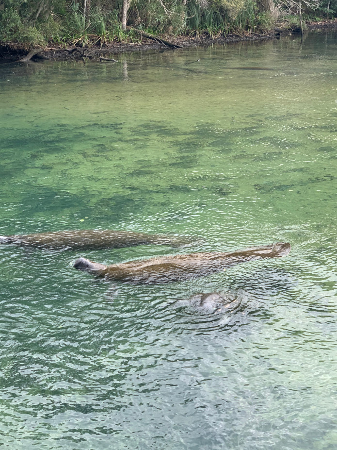 Manatees swimming