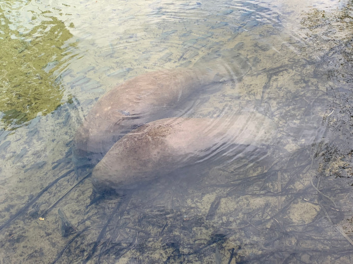 Manatees underwater