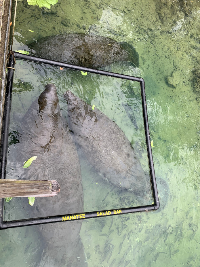 Manatees eating lettuce